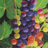 Grape Plant Cushion Cover (Medium)